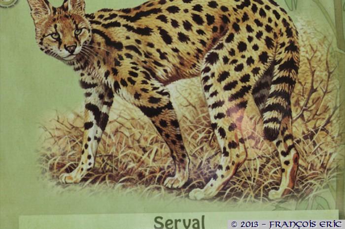 serval_0
