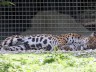 jaguar_3